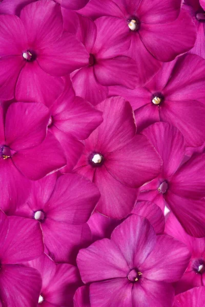 Maravilloso Fondo Hortensia Púrpura Foto Alta Resolución Profundidad Total Del — Foto de Stock