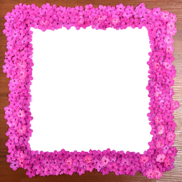 Paarse Hortensia Gezet Met Een Frame Geïsoleerd Witte Achtergrond Hoge — Stockfoto