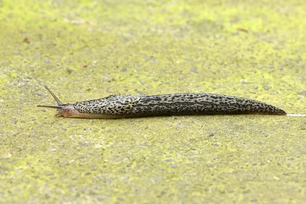 Great Grey Slug Leopard Slug Latin Name Limax Maximus Stone — Stock Photo, Image