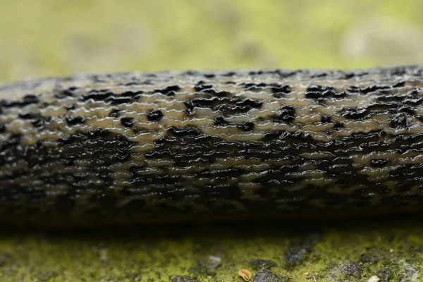 Pattern Texture Leopard Slug Latin Name Limax Maximus Stone Background — Stock Photo, Image