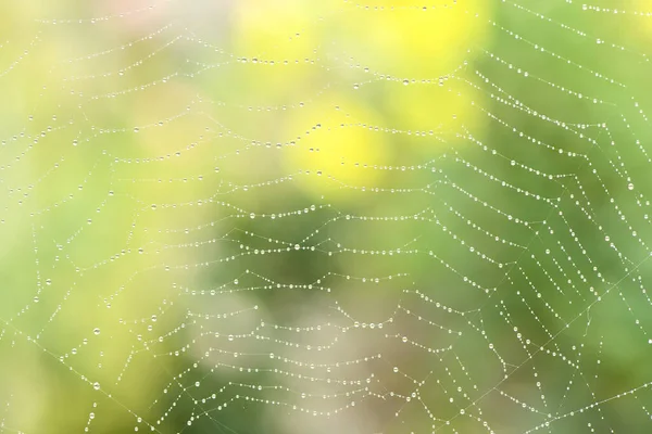 Dew Drops Spider Web Cobweb Green Garden Background High Resolution — Stock Photo, Image