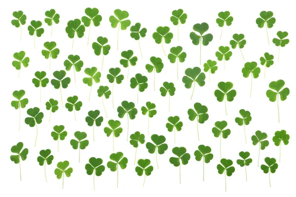 Green clover leaves are randomly arranged on white background. St. Patrick's day vacation and holiday clovers symbol. High resolution photo. Full depth of field.