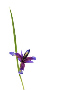 Iris Graminea 'nın mor çiçeği beyaz arka planda izole edilmiş. Yüksek çözünürlüklü. Tam alan derinliği.