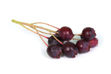 Amelanchier, Shadbush, Shadblow, Serviceberry, Sarvisberry, Juneberry, saskatoon, şeker eriği, yaban eriği veya gülen armut. Beyaz arka planda izole edilmiş. Yüksek çözünürlüklü. Tam alan derinliği.