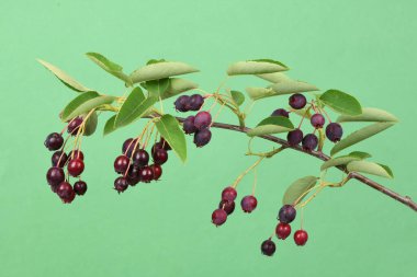 Amelanchier, Shadwood, Shadblow, Serviceberry, Sarvisberry, Juneberry, saskatoon, şeker eriği, yaban eriği veya gülen armut. Yeşil arka planda izole edilmiş. Yüksek çözünürlüklü. Tam alan derinliği.