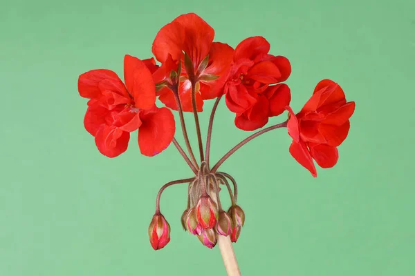 Piros Kert Geranium Virágok Elszigetelt Zöld Háttérrel Nagy Felbontású Fotó — Stock Fotó