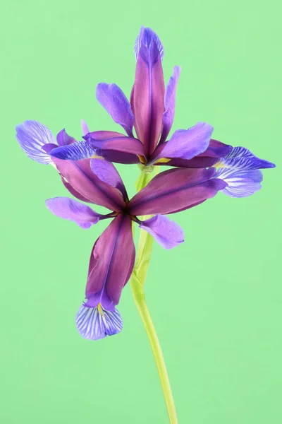 Iris Graminea Lila Virága Zöld Alapon Elszigetelve Nagy Felbontású Fotó — Stock Fotó