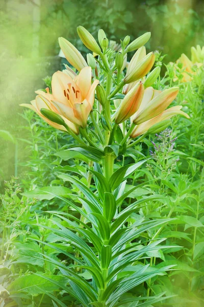 Många Levande Orange Blommor Lilium Eller Lily Solig Sommardag Vacker — Stockfoto