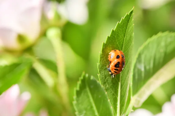 Light Orange Ladybug Larva Green Leaf Pupal Stage High Resolution — Stock Photo, Image