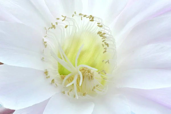 Flor Cactus Lirio Pascua Nombre Latín Echinopsis Oxygona Foto Alta —  Fotos de Stock