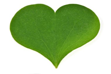 Beyaz arkaplanda yeşil yonca yaprağı var. Aziz Patrick günü tatili ve bayram yoncaları sembolü. Yüksek çözünürlüklü. Tam alan derinliği.