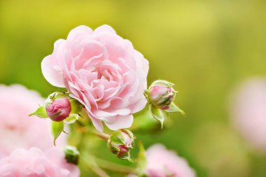 Yeşil arka planda pembe gül çiçeğinin güzel bir dalı. Yüksek çözünürlüklü fotoğraf. 