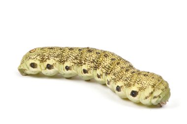 Ölüm Şahingüvesi Tırtılının Latince adı (Acherontia atropos). Beyaz arka planda izole edilmiş. Yüksek çözünürlüklü. Tam alan derinliği.