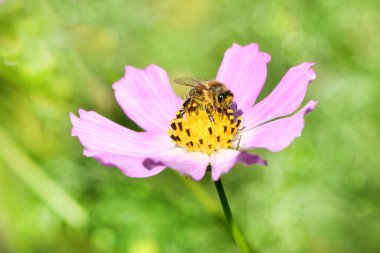 Bal arısı (Apis mellifera) Cosmea 'nın pembe bir bahçesinden nektar ve polen toplar. Yaz bahçesinde yakın plan arı ve çiçek.