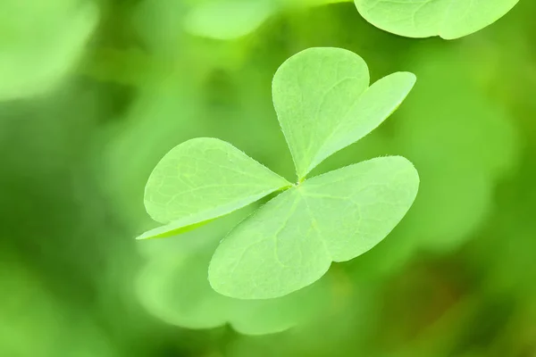 Zielony Liść Koniczyny Zielonym Tle Dzień Świętego Patryka Symbol Koniczyny — Zdjęcie stockowe