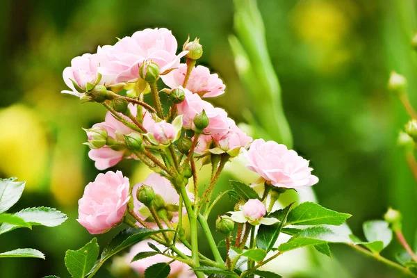 Ветка Цветка Розовой Розы Зеленом Фоне Сада Фото Высокого Разрешения — стоковое фото