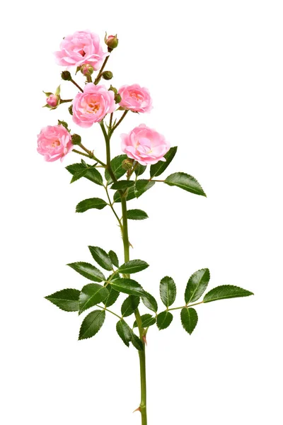 Schöne Zweig Der Rosa Rose Blume Isoliert Auf Weißem Hintergrund — Stockfoto