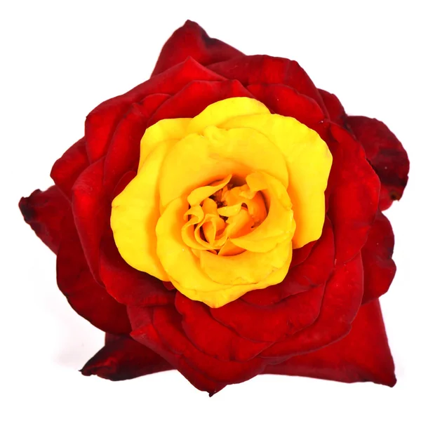 一束美丽的红色和黄色玫瑰花 背景为白色 高分辨率照片 实地的全部深度 — 图库照片