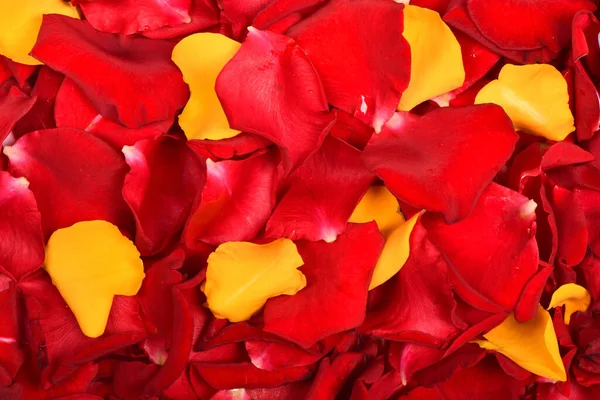 Красно Желтый Цветок Розы Фото Высокого Разрешения Полная Глубина Резкости — стоковое фото