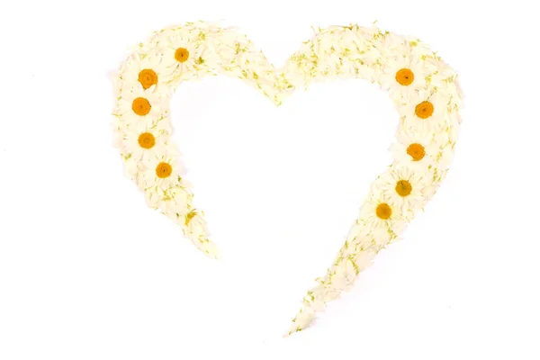 Chamomile Camomile Flower Set Out Form Heart Isolated White Background — Stock Photo, Image