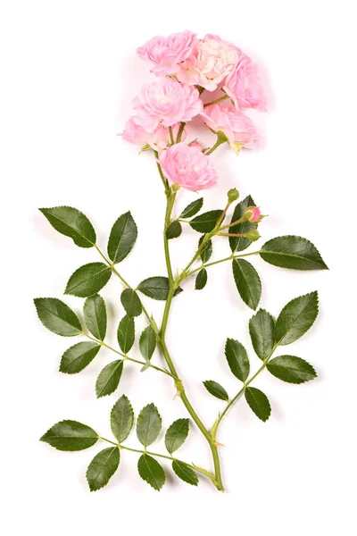 Gyönyörű Ága Rózsaszín Rózsa Virág Elszigetelt Fehér Háttérrel Nagy Felbontású — Stock Fotó