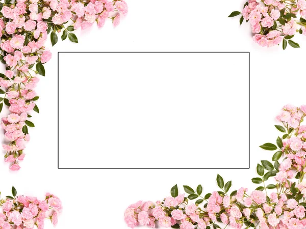 Beautiful Pink Rose Flowers Set Out Frame Isolated White Background — Stock Photo, Image