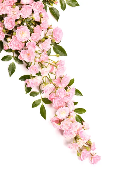 Ramură Frumoasă Floare Trandafir Roz Izolată Fundal Alb Fotografie Înaltă — Fotografie, imagine de stoc