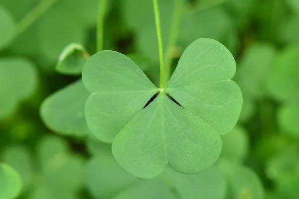 Hoja Trébol Verde Para Fondo Verde Día San Patricio Vacaciones — Foto de Stock