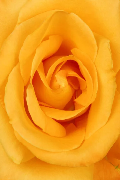 黄色玫瑰花瓣的特写 黄色的玫瑰高分辨率照片 实地的全部深度 — 图库照片