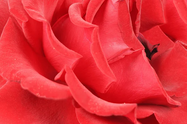 Petale Rosii Trandafir Aproape Red Rose Fotografie Înaltă Rezoluţie Adâncimea — Fotografie, imagine de stoc