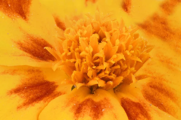 Tagetes patula. Orange Marigold flower, French marigold, Tagetes erecta, Mexican marigold, Aztec marigold, African marigold close-up.