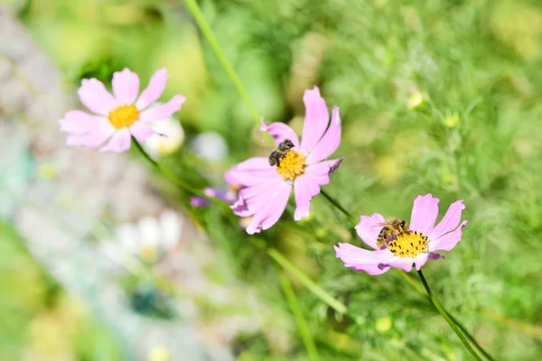 Honigbiene Apis Mellifera Sammelt Nektar Und Pollen Aus Einer Rosa — Stockfoto