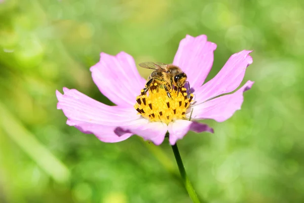 Honigbiene Apis Mellifera Sammelt Nektar Und Pollen Aus Einer Rosa — Stockfoto