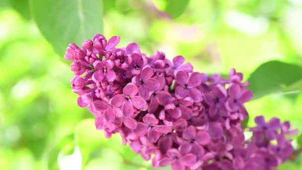 Montón Lilas Florecientes Una Rama Balanceándose Viento Día Soleado Vista — Vídeos de Stock