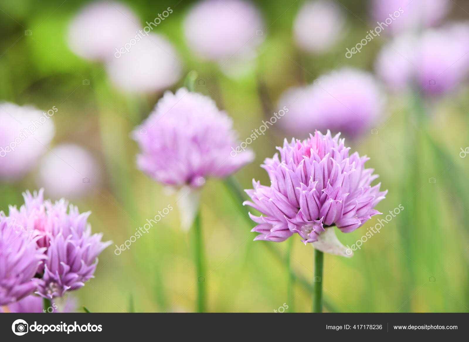 Siberian Onion Decorative Onion Blossom Allium Garden Background High