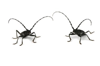 Uzun boynuzlu böceğin iki üyesi ya da Cerambyx küçük (Cerambyx scopolii) beyaz arka planda izole edilmiştir. Yüksek çözünürlüklü. Tam alan derinliği.