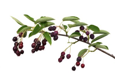 Amelanchier, Shadwood, Shadblow, Serviceberry, Sarvisberry, Juneberry, saskatoon, şeker eriği, yaban eriği veya gülen armut. Beyaz arka planda izole edilmiş. Yüksek çözünürlüklü. Tam alan derinliği.