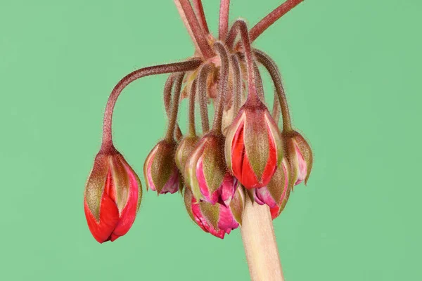 Jardín Rojo Flores Geranio Aisladas Sobre Fondo Verde Foto Alta —  Fotos de Stock