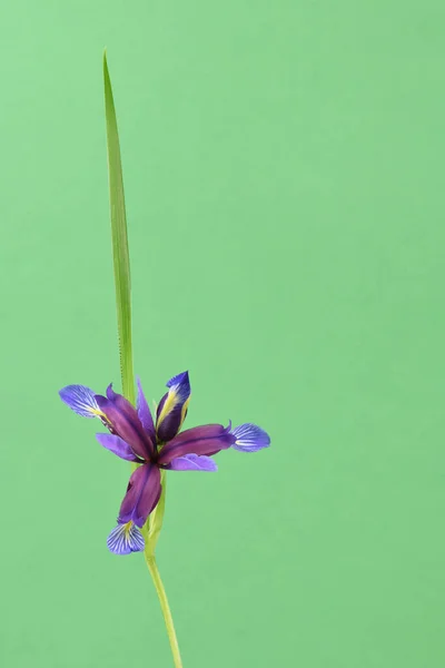 Flor Roxa Iris Graminea Isolada Sobre Fundo Verde Foto Alta — Fotografia de Stock