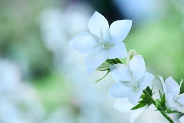 Campanula latifolia alba dev çan çiçeği beyaz bitkisi. Latince 