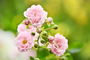 Yeşil arka planda pembe gül çiçeğinin güzel bir dalı. Yüksek çözünürlüklü fotoğraf. 