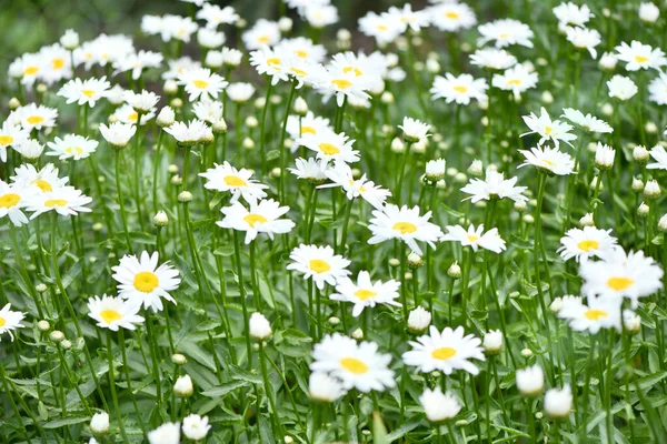 Kamillavirág Egy Zöld Réten Daisies Dox Eye Közös Százszorszép Kutya — Stock Fotó