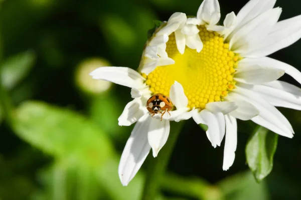 Marienkäfer Auf Gänseblümchen Bild Über Sommer Und Blumen Foto Hoher — Stockfoto