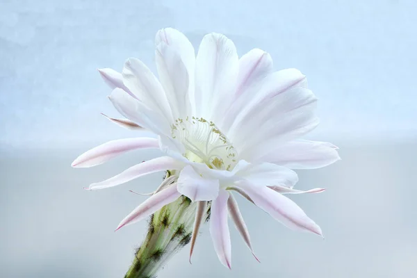 Άνθος Από Κάκτο Πασχαλινού Κρίνου Λατινική Ονομασία Echinopsis Oxygona Απομονωμένο — Φωτογραφία Αρχείου
