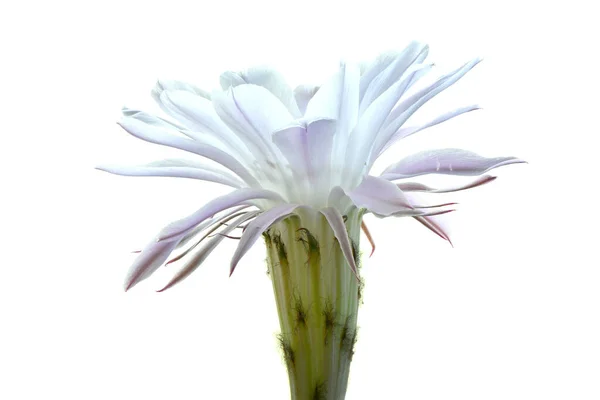 Flower Easter Lily Cactus Latin Name Echinopsis Oxygona Isolated White — Stock Photo, Image
