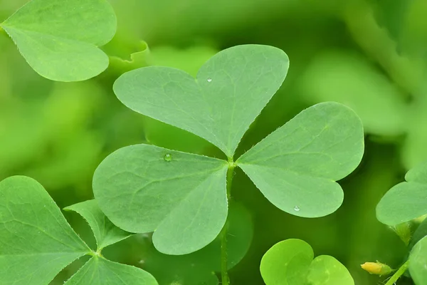 Zielony Liść Koniczyny Zielonym Tle Dzień Świętego Patryka Symbol Koniczyny — Zdjęcie stockowe