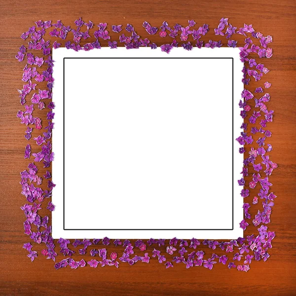 Hortensia Púrpura Descolorida Establecida Con Marco Aislado Sobre Fondo Blanco — Foto de Stock