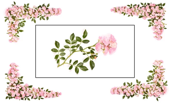 stock image Beautiful pink rose flowers set out with a frame. Isolated on white background. High resolution photo. Full depth of field. Love photo concept. Space available for text.