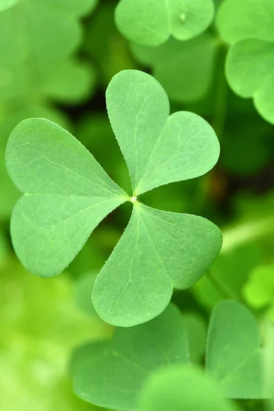 Hoja Trébol Verde Para Fondo Verde Día San Patricio Vacaciones — Foto de Stock