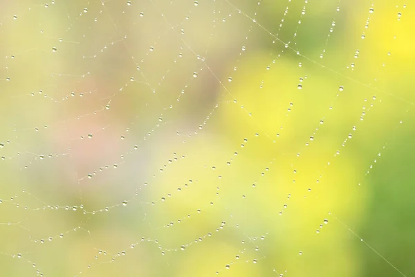 Dew Drops Spider Web Cobweb Green Garden Background High Resolution — Stock Photo, Image